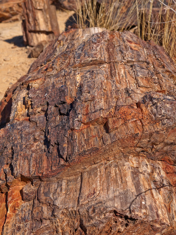 Twyfelfontein, Petrified Tree